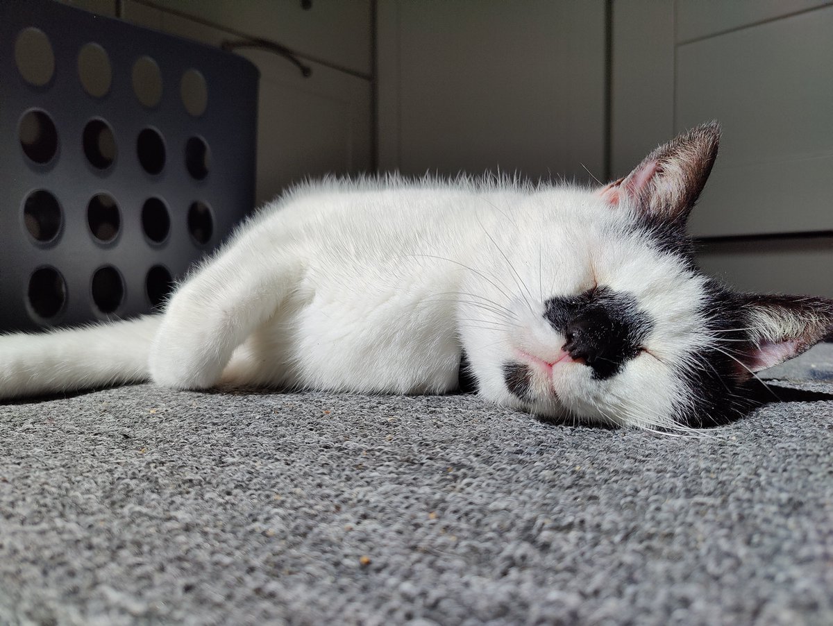 rachelkmclaugh's tweet photo. Percy Cat sunning himself this morning! 😸🌞
#PercyCat #CatsOfTwitter #Meowzers #Kitty #OnePlus9Pro https://t.co/WlDWubNHVx