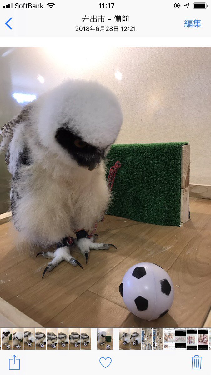 大宮 フクロウ カフェ Potoapixnanuqo