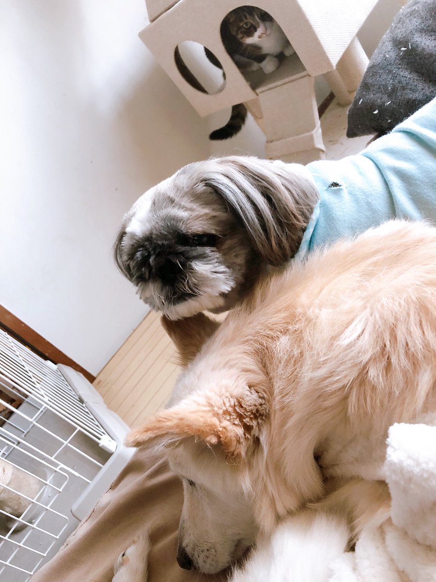 Hyuutan おはようございます 今日もべったり 奥から恨めしそうにトロが 笑 犬好き 猫好き 犬のいる暮らし 猫のいる暮らし 犬と猫どっちも飼ってると毎日たのしい 多頭飼い ハナ レオ トロ