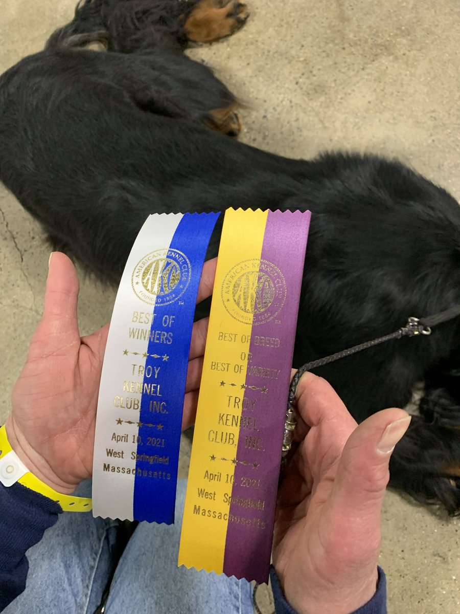 MccoyMba's tweet photo. #iFax @BooScot579 This is my family: daughter, wife/partner, my doggie boy Fax and Declan, my daughter’s doggie boy. #phdlife #MAKLife Doggie boys making the time between papers fun. Kia. Focus of the puppies. https://t.co/pBqbYVkA1E