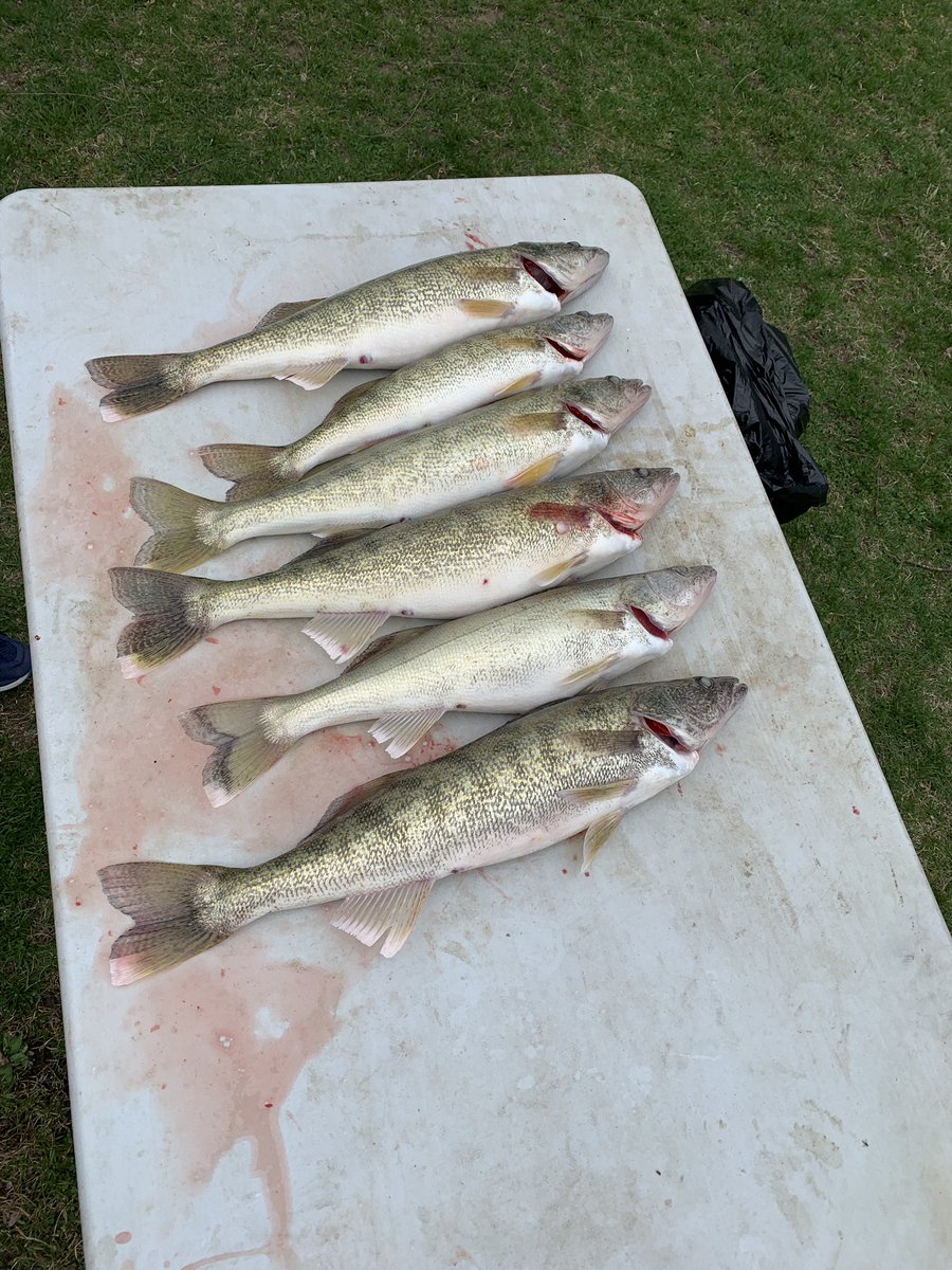 1st day Lake Erie not to shabby #DippinNRippin #lakeerie