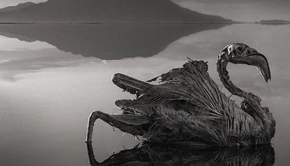 Have you heard of Lake Natron?The Lake that turns any living animal it comes in contact with into stone  #Thread