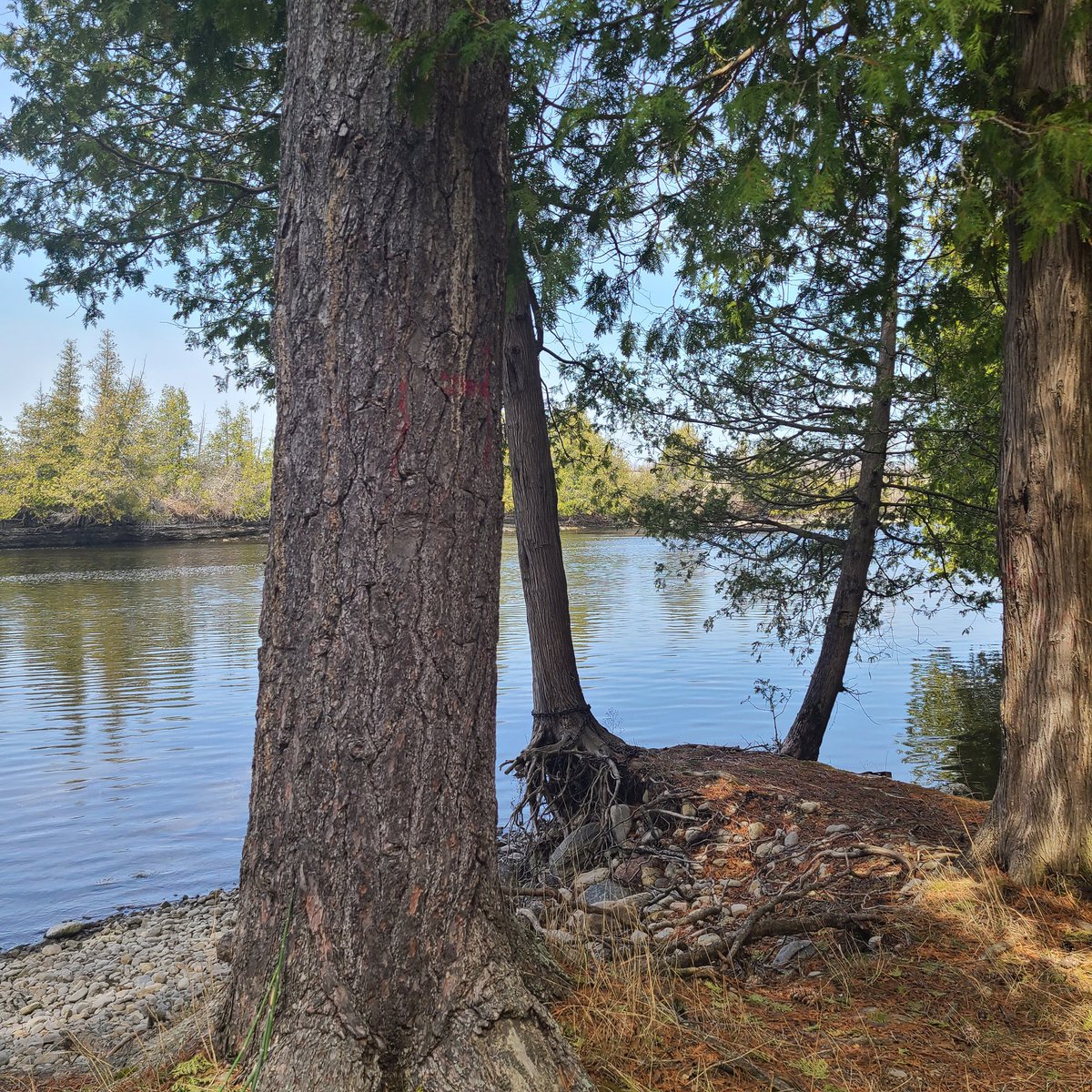 AutumnHarnden's tweet photo. #Trentcanal #Lock24 #Lakefield
#Ontario My bike ride today! https://t.co/oAOsvpEbv8
