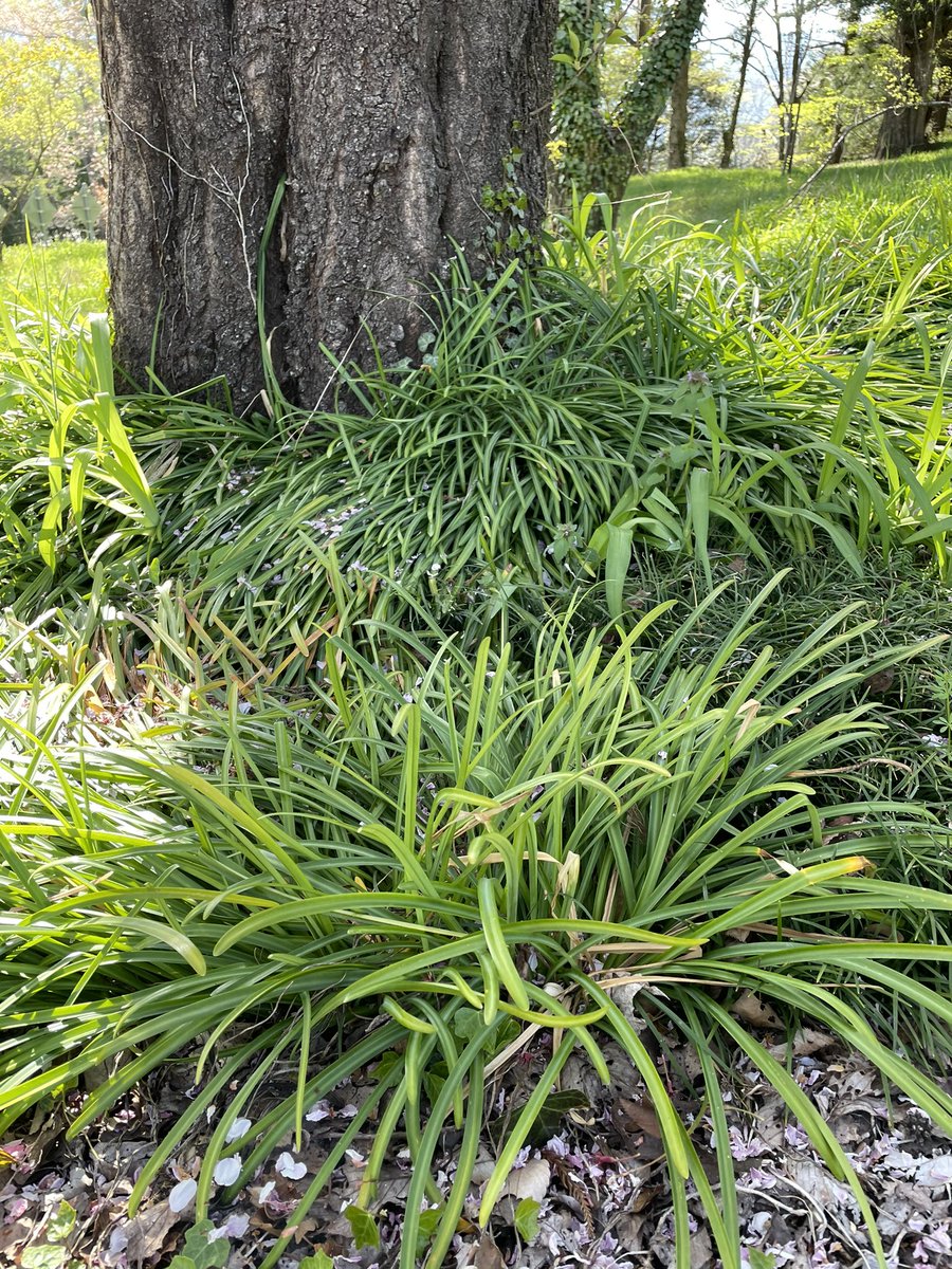 曹洞宗 清泰寺 清泰寺 自然便り 春の彼岸花 葉は花を見ず花は葉を見ずと言われますがこの時期の彼岸花をみると本当にそう思います 葉も花もお互いに相見ることもなく過ごす いつか会って欲しいものです 曹洞宗 清泰寺 清泰寺 自然便り 春の彼岸花 葉は花を見ず花は葉を見ずと言われますがこの時期の彼岸花をみると本当にそう思います 葉も花もお互いに相見ることもなく過ごす いつか会って欲しいものです