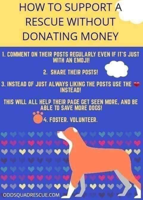 We can all make a difference without money! 🐹🐹🐇🐕🐈‍⬛💕

#GuineaPigs #Rabbits #Cats #Dogs #Animals #AnimalRescues #Rescue #Support #Donate