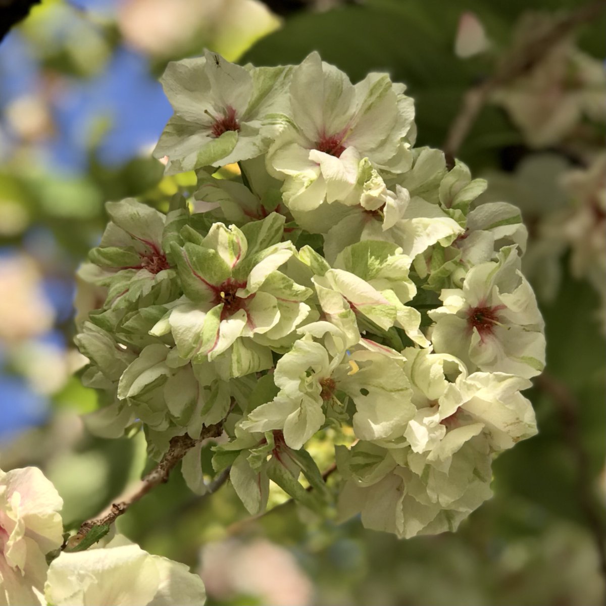 うこん桜