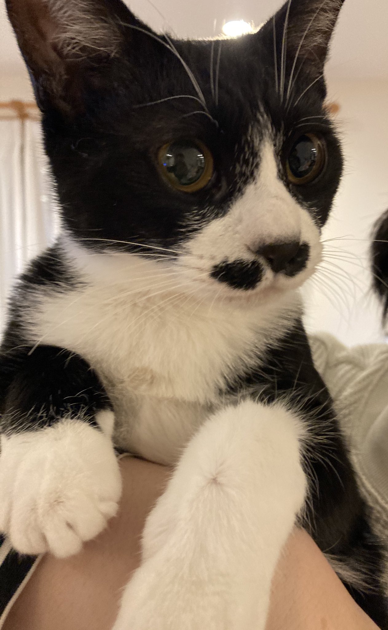 Neve 可愛い顔もできるよ 猫好きさんと繋がりたい ねこ 面白い顔以外もできるよ 愛猫 猫のいる暮らし 猫のいる幸せ T Co Onhjxfdkcr Twitter
