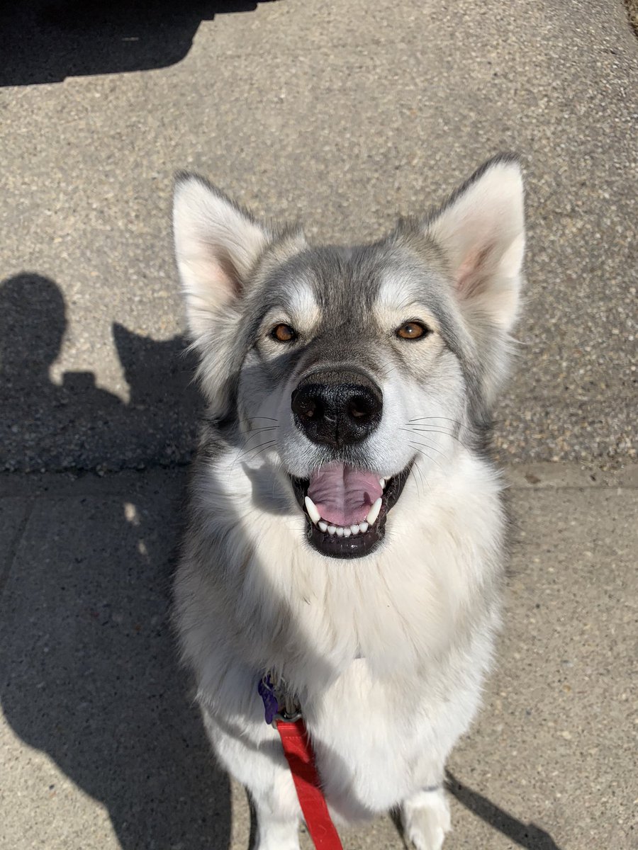 stranglemenow's tweet photo. Tbh I completely forgot about this thread, but here are the two babies I got to walk this week!
Left: Remi, 2yo Alaskan Husky with the most beautiful colouring I’ve ever seen 
Right: Odin, 1yo Pittbull and the biggest love bug 🥰 https://t.co/RXVuTRLSFD