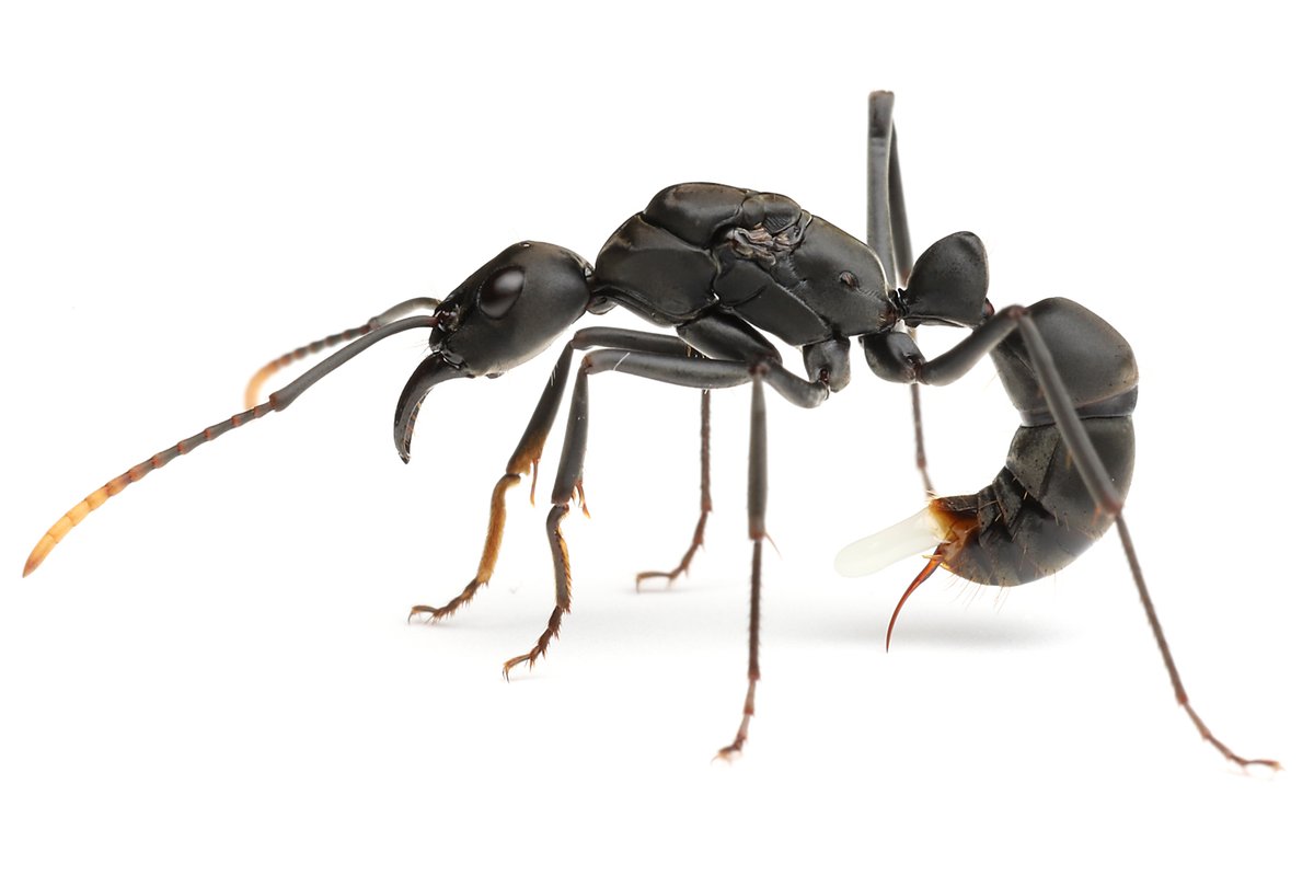 アフリカ産 タルサトゥスフトハリアリ 悪臭アリ Paltothyreus tarsatus