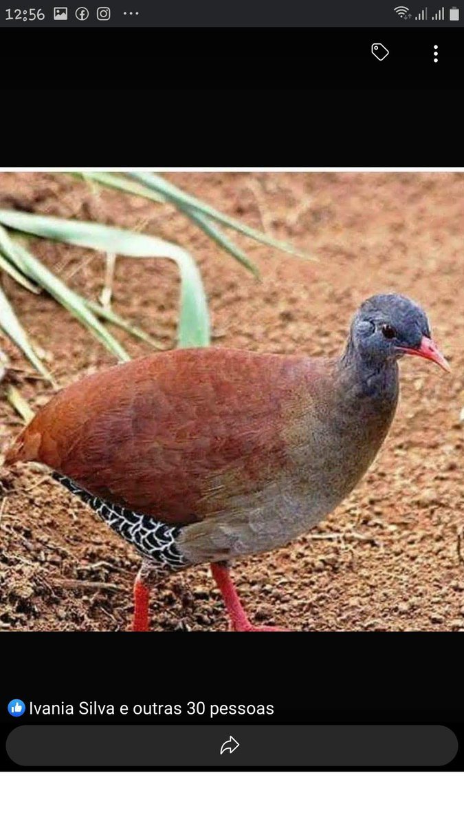 Jonas Araújo Sus (@sus_araujo) on Twitter photo 