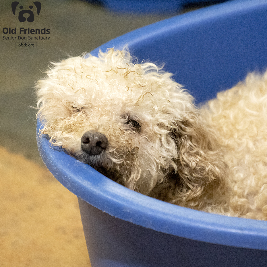oldfriendssds's tweet photo. Sometimes trying to stay awake and waking up looks the same!- Robby
#ofsds #ofsdsrobby #ofsdshenry #ofsdsbabycakes #seniordogs #ofsdsgoodnight #ofsdsbondedpair #bondedpair #ofsdsbondedtrio #bondedtrio https://t.co/AIh7HCN7eV