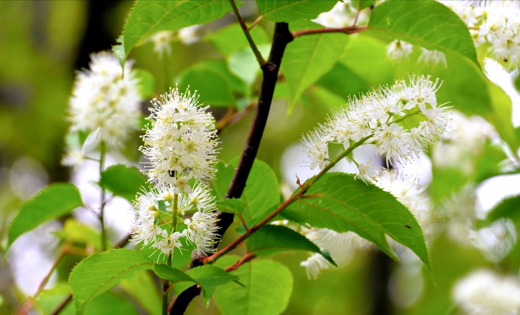 Beni Hoppe 気になってた お花 Tlで 名前 わかりました ありがとう ございます 上溝桜 ウワミズザクラ 桜 って つくんですね 見てる だけで くすぐったく なりそうな 小さな 花が ふわふわに 咲きます ウワミズザクラ T Co Zivzyyx8q2 Twitter Beni Hoppe 気になってた お花 Tlで 名前 わかりました ありがとう ございます 上溝桜 ウワミズザクラ 桜 って つくんですね 見てる だけで くすぐったく なりそうな 小さな 花が ふわふわに 咲きます ウワミズザクラ T Co Zivzyyx8q2 Twitter