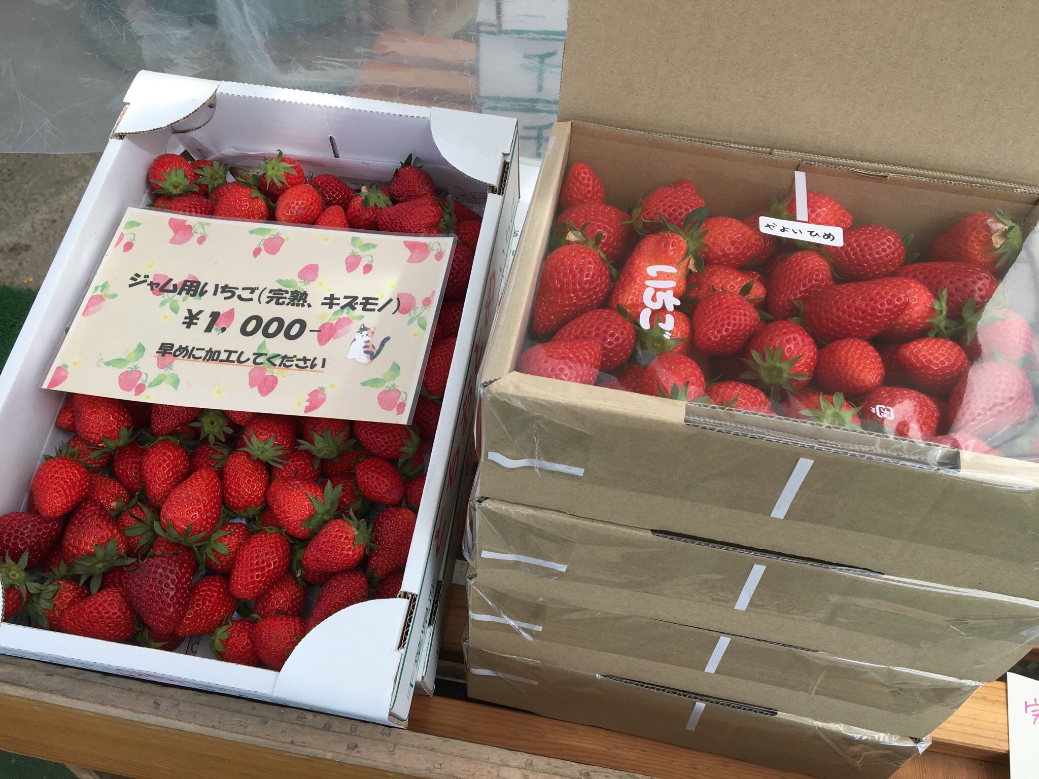 たむら農園 4 11 日 イチゴ狩り 直売共に通常営業します バラ詰とジャム用の販売もございますのでお気軽にご来園ください たむら農園 4 11 日 イチゴ狩り 直売共に通常営業します バラ詰とジャム用の販売もございますのでお気軽にご来園ください