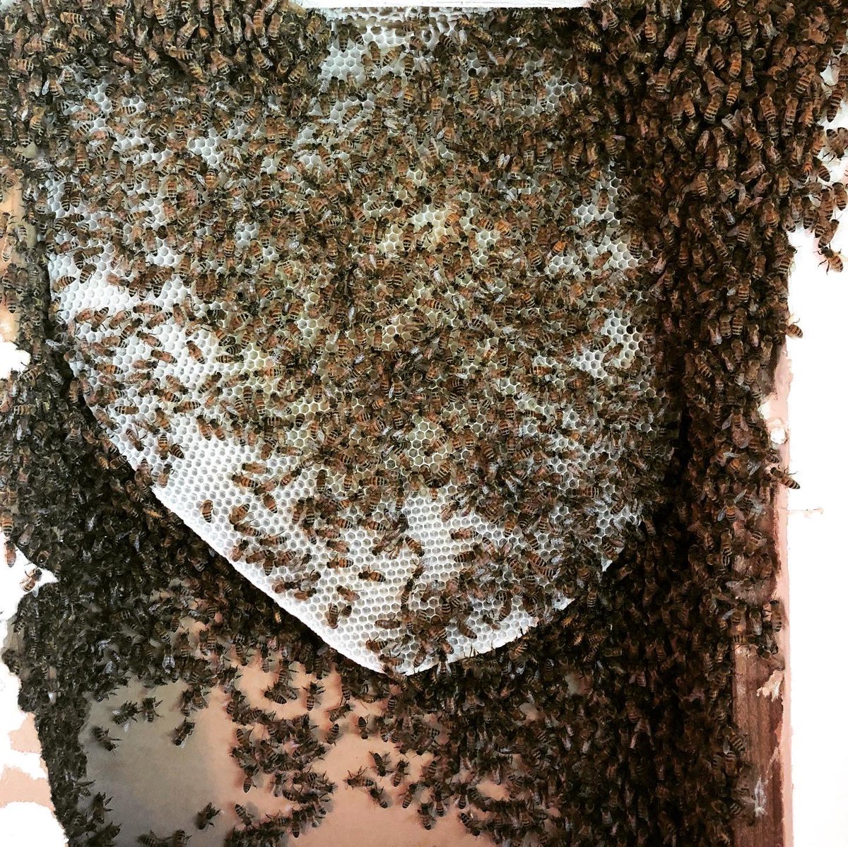 Rehoming some friendly bees today! #bee #sunandstarsfarms #farm