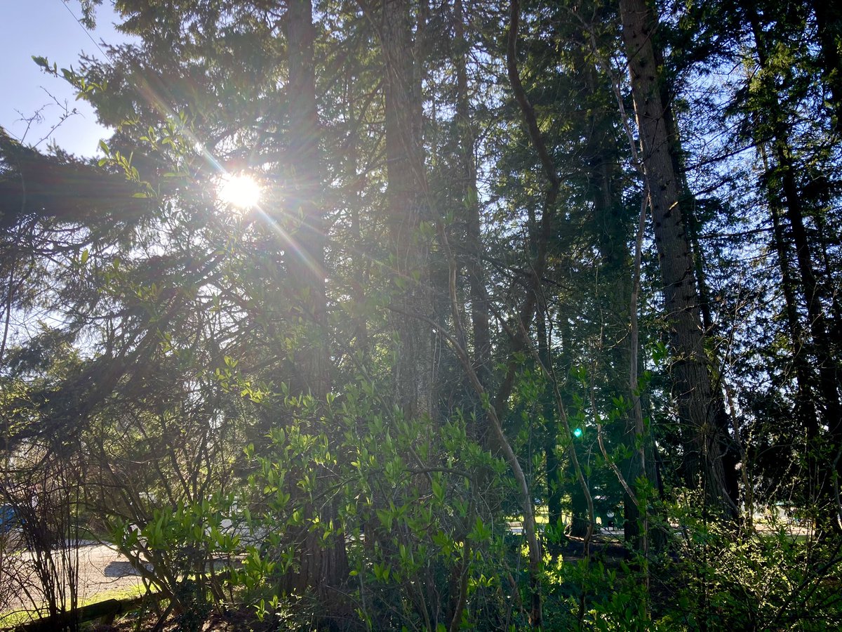 iandeichen's tweet photo. Sunlight warms forest 
Life comes from its radiance
Be in awe of it https://t.co/ts9iNEvarm