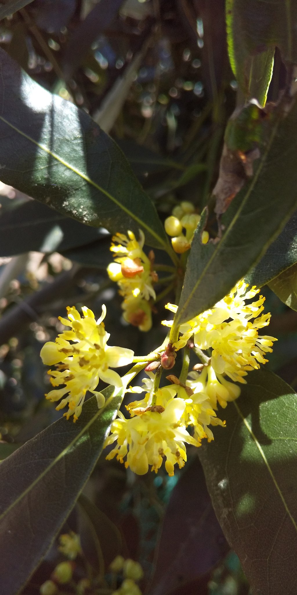 まろん 月桂樹の花が咲きました スープに大活躍のベイリーフですが 花も金色で可愛いです 月桂樹 勝利の象徴 ダフネー ノーベル賞 色々ありますね ベイリーフ 月桂樹の花 ローリエ T Co 1wnkchwxak Twitter