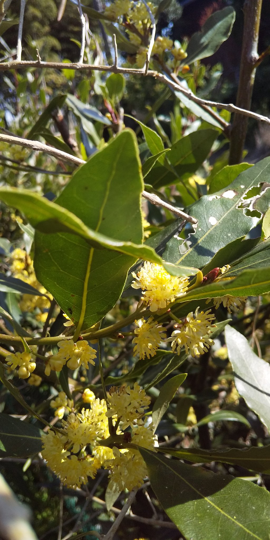 まろん 月桂樹の花が咲きました スープに大活躍のベイリーフですが 花も金色で可愛いです 月桂樹 勝利の象徴 ダフネー ノーベル賞 色々ありますね ベイリーフ 月桂樹の花 ローリエ T Co 1wnkchwxak Twitter