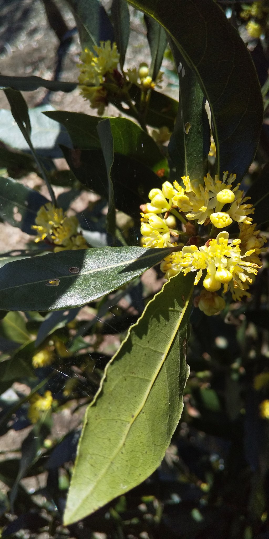 まろん 月桂樹の花が咲きました スープに大活躍のベイリーフですが 花も金色で可愛いです 月桂樹 勝利の象徴 ダフネー ノーベル賞 色々ありますね ベイリーフ 月桂樹の花 ローリエ T Co 1wnkchwxak Twitter