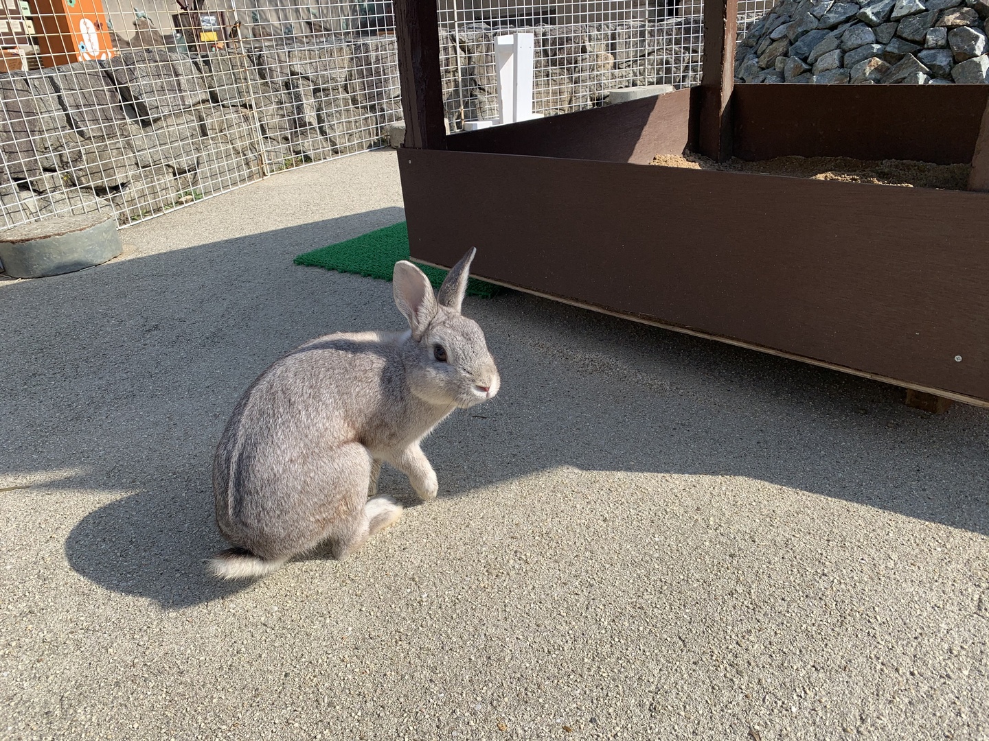 神戸市立王子動物園 公式 元気いっぱいの ウサギ の こたつ 君 なかなかジッとしている瞬間がありません ところで ウサギの耳がなぜ長いのかご存じですか 理由の1つが 体温を調節するため です ウサギの耳には太い血管があって 暑い時は