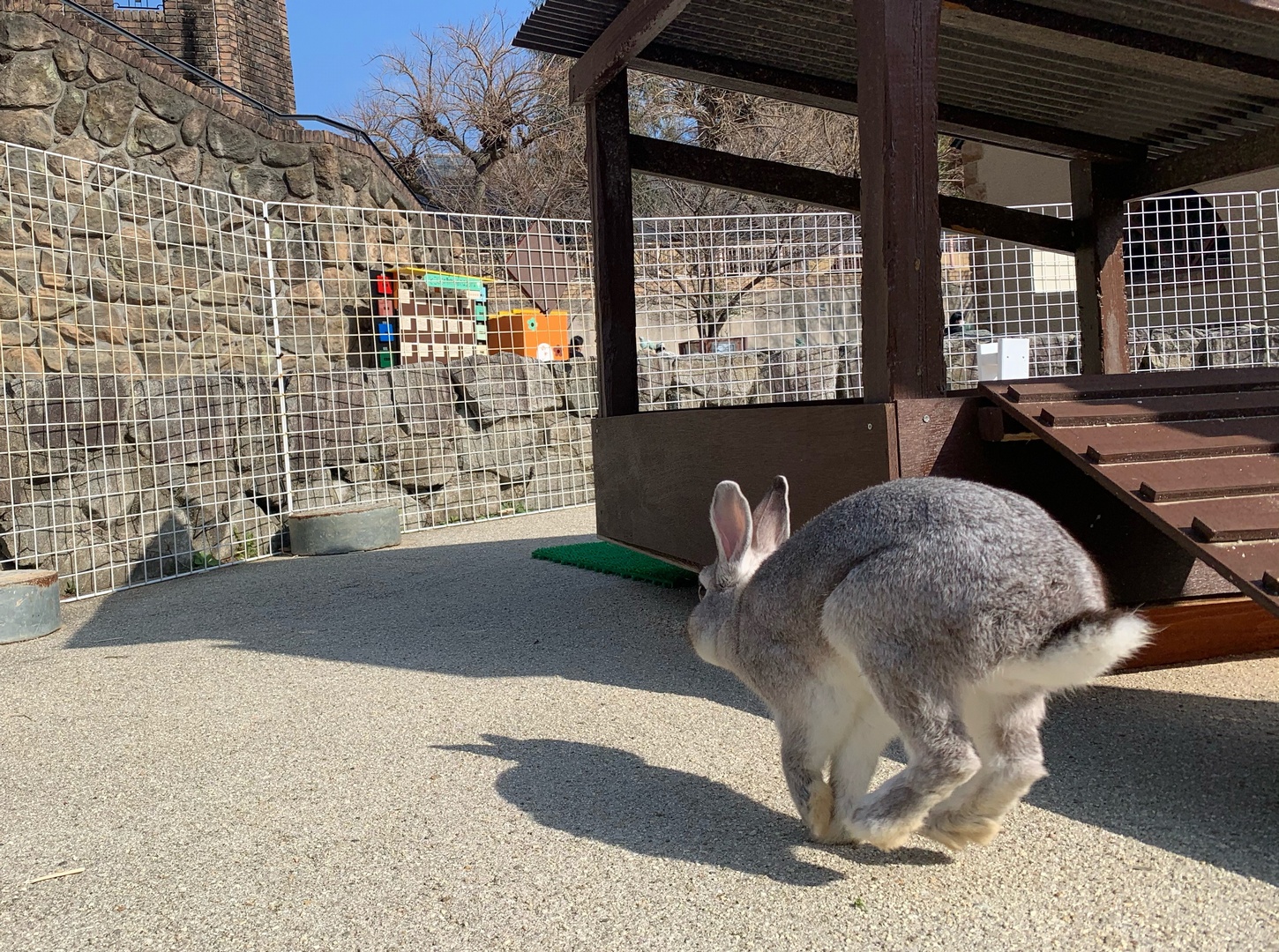 神戸市立王子動物園 公式 元気いっぱいの ウサギ の こたつ 君 なかなかジッとしている瞬間がありません ところで ウサギの耳がなぜ長いのかご存じですか 理由の1つが 体温を調節するため です ウサギの耳には太い血管があって 暑い時は