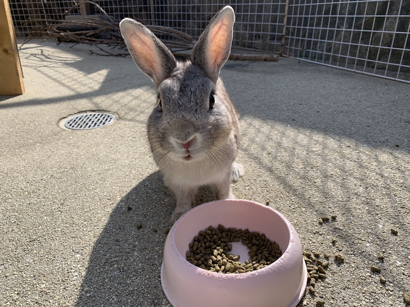 神戸市立王子動物園 公式 元気いっぱいの ウサギ の こたつ 君 なかなかジッとしている瞬間がありません ところで ウサギの耳がなぜ長いのかご存じですか 理由の1つが 体温を調節するため です ウサギの耳には太い血管があって 暑い時は