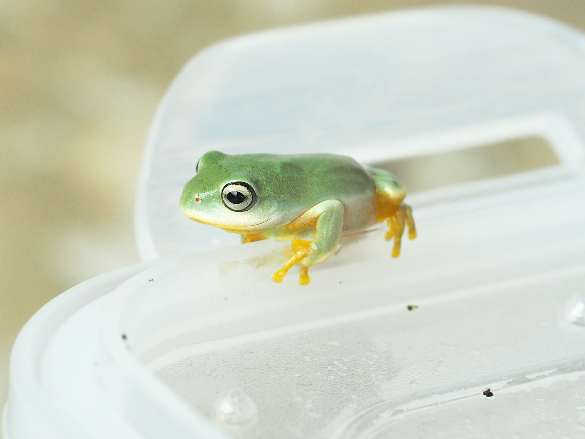 長嶋祐成 ヘビから派生して飼うようになったカエルのことをブログに書きました つい愛情や投影を向けたくなる姿のかれらが見せる 人の理解を拒むようなプリミティブな生々しさに惹かれます 愛らしいカエルの手の届かなさ T Co Mqnurjryik