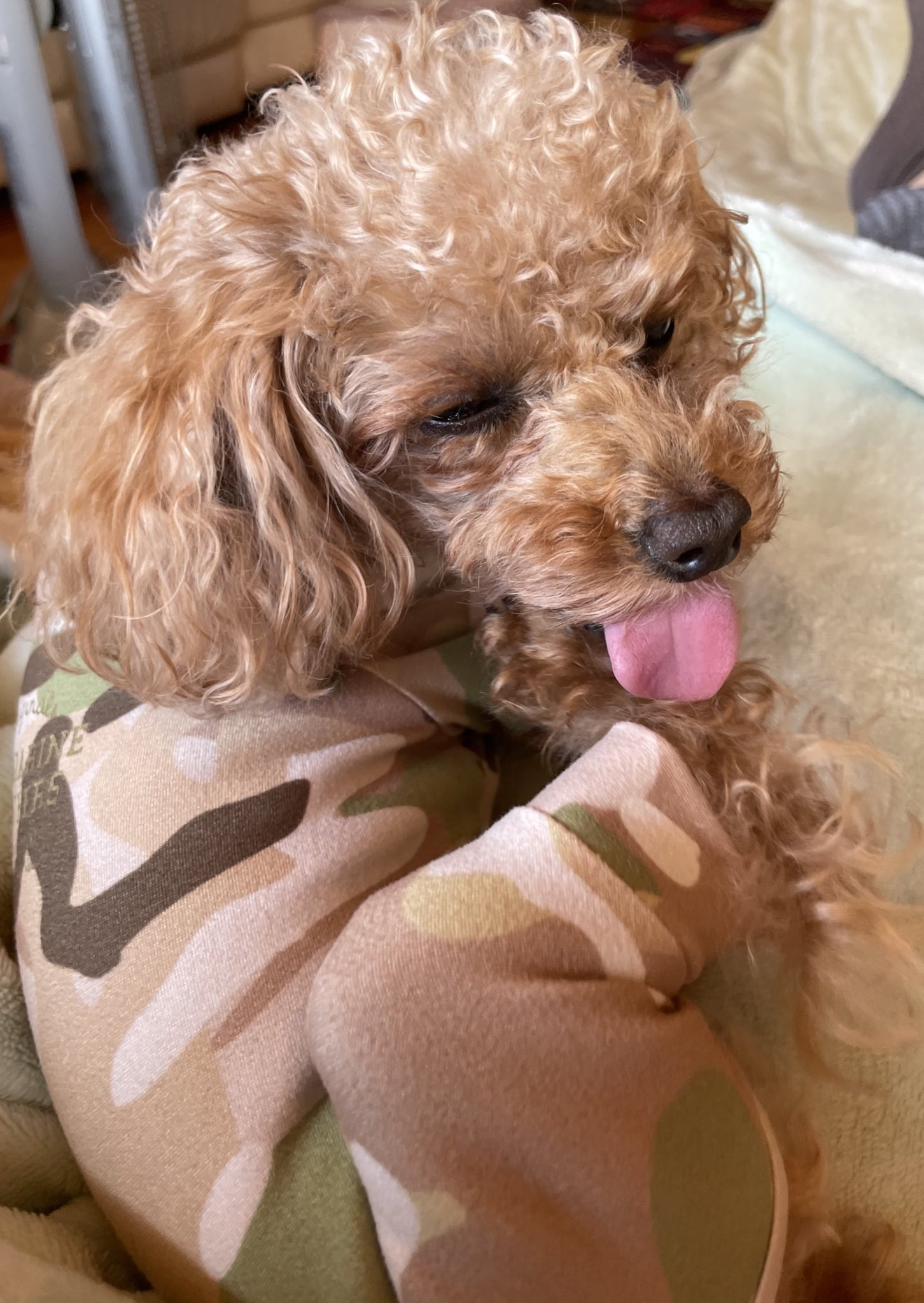 からあげの妖精 En Twitter 肉球お手入れたーいむ いぬのきもち 犬のいる生活 犬好きさんと繋がりたい トイプードル からあげの妖精 T Co Loiomj9cam Twitter