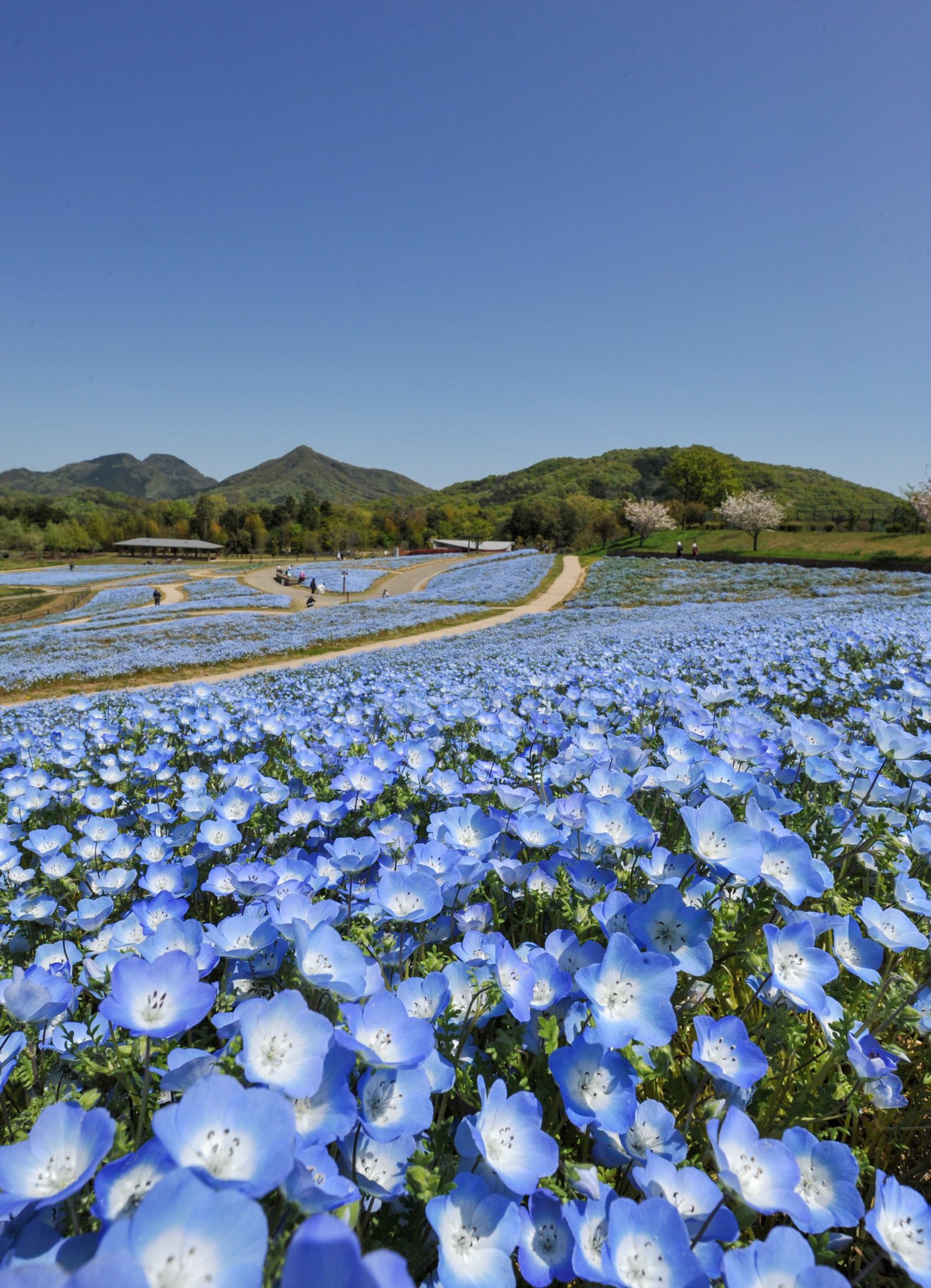 国営讃岐まんのう公園 ネモフィラ 満開 花巡りの丘 では初となるネモフィラの植栽 隙間が目立つ箇所もありますが 全体的には見応えのある花景色となりました 淡くてやさしい青色の風景が広がっています 4 10 花巡りの丘 ネモフィラ 青色 青空