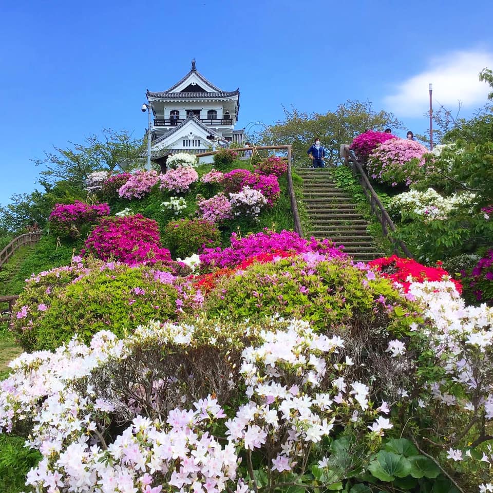 館山城 城山公園 公式 城山公園 開花情報 ツツジ 開花場所 お城周辺 つつじ園 満開です 見頃です 館山城 つつじ ツツジ 千葉 館山 お花 南房総