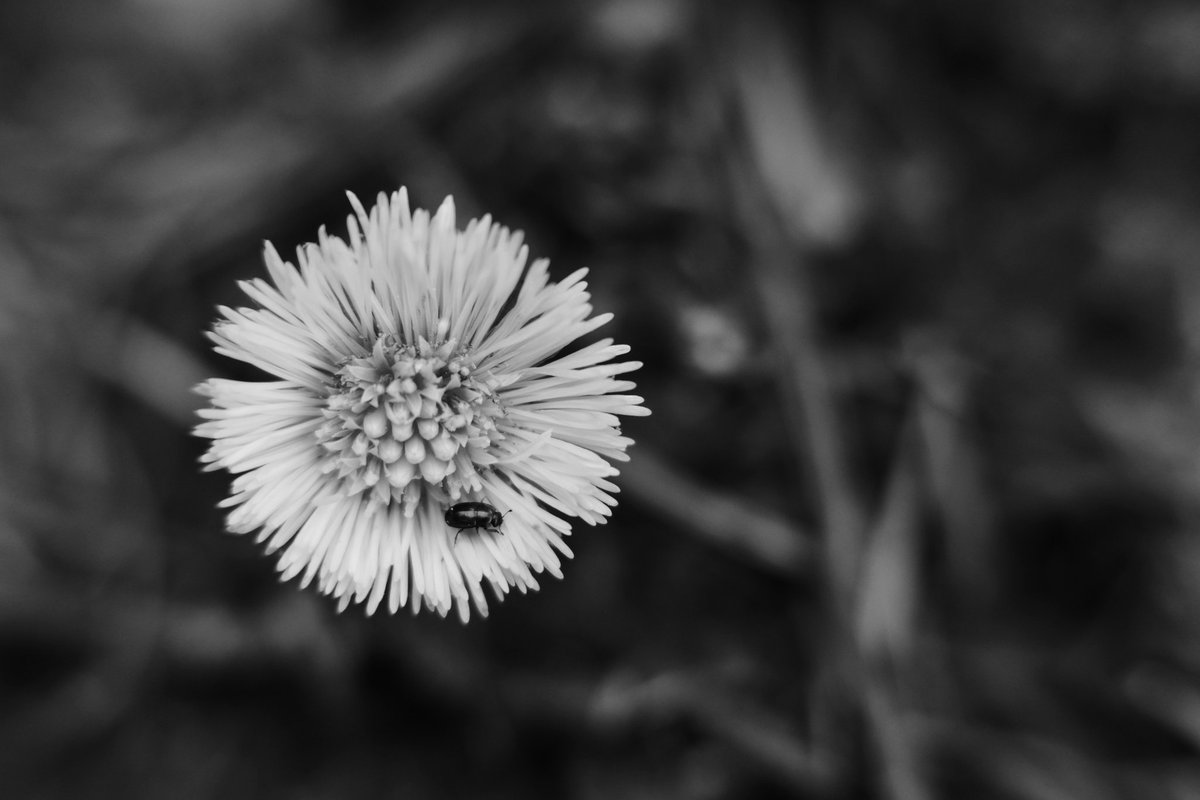 nichtfachmann's tweet photo. #fujifilmxt3 #fuji #fujinon #fujifilm35mmf2 #35mm #extensiontube #macroadapter #fotografie #photography #photographylovers #naturfotografie #naturephotography #naturepics #nature_photo #naturpur #nature_captures #ignature #natureshooters #whywelovenature #nature_up_close https://t.co/iL148d2EFT