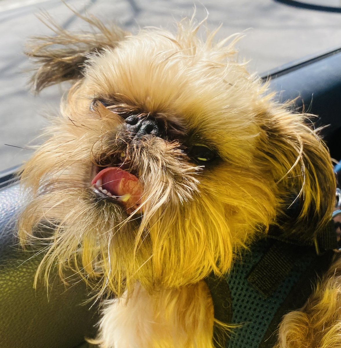 Are you looking for a #petsitter #dogwalker or #doggiedaycare and live in the #Nashville area? Check out some of our happy customers 🐶😊 Give us a call at (615) 873-0751 or email us at onthegoconcierge4you@gmail.com What can we do for you?