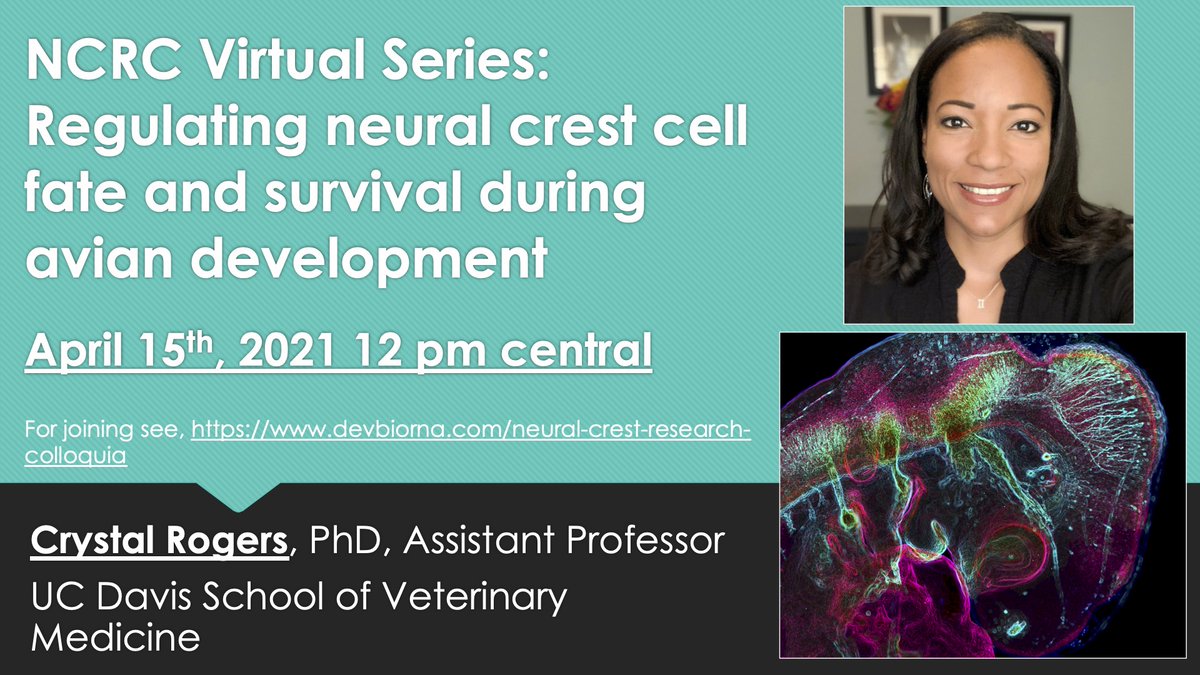 uribelabrice's tweet image. #NCRC continues with our next speaker, none other than the fabulous Dr. Crystal Rogers @RogersLabUCD!!

Tune in to hear all about avian #neuralcrest #devbio on April 15, 2021 at 12 PM Central time. 🐥🐣🪶

See devbiorna.com/neural-crest-r… for how to access Zoom details. See you then!