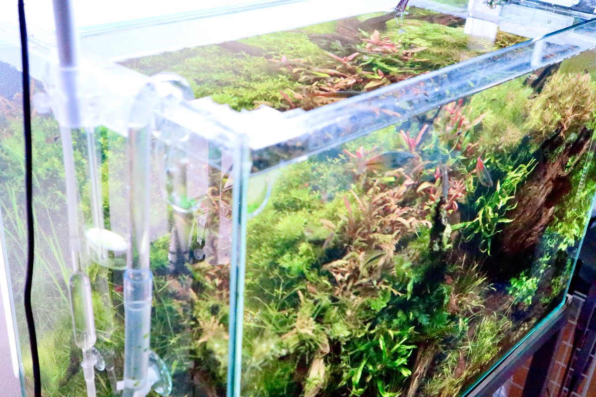 sub_aqua___'s tweet photo. おはようございます^ ^
今日も撮影の練習…
魚を撮るのは初心者には難しすぎる!
ということで今日は嫁と実家の山で自然風景で写真の練習をしてきます♪*゚
本日もよろしくお願いします(≧∇≦)
#アクアリウム #VIVID2 #ミラーレス https://t.co/c3dC6X7NPI