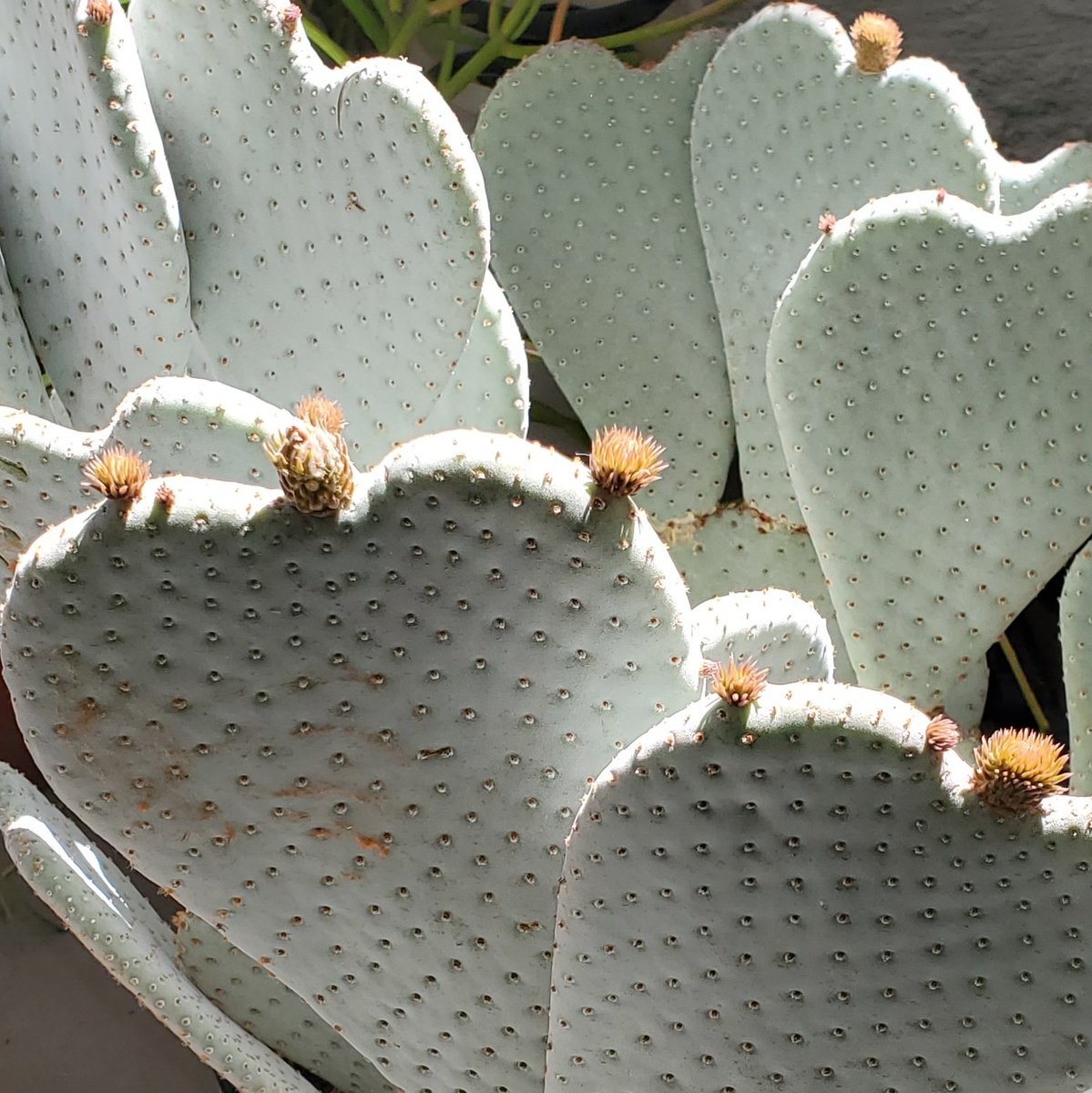 TbBrame's tweet photo. #PlantyStuffs #BeavertailCactus
#Spring #SpringInArizona #OpuntiaBasilaris
How it started: https://t.co/bh03EyizTk
