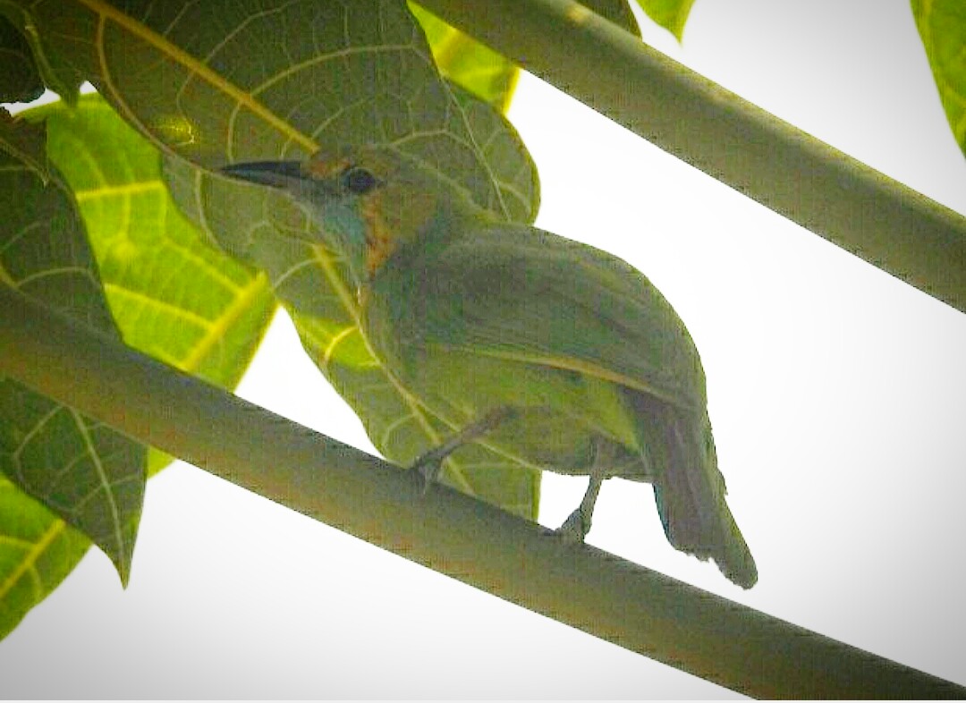 'I hide shaded within the papaya tree in this heat, merging into the greenery' 😍 Jerdon's Leafbird (Chloropsis aurifrons) female 10.04.2021 📷 this @hindolbeauty in my garden behind, from my rooms @HindolPalace #nature #positivevibes #IndiAves #IncredibleHindol #goodmorning 😊💐