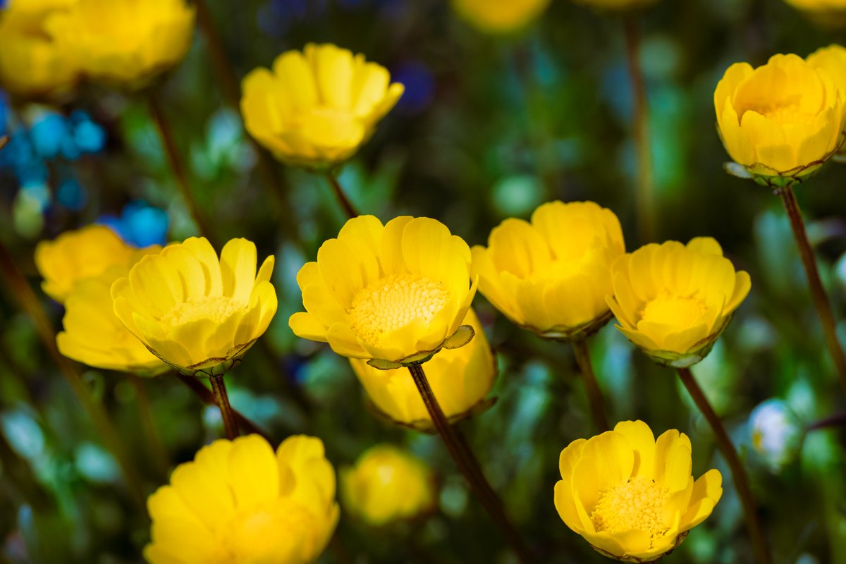 konta_taku's tweet photo. #CornMarigold (Coleostephus myconis) is common in spring #flowerbeds and planters. We call it by its former name "Multicaule", ever since the Algerian born flower was introduced into our country in 1962 by a nursery company. (Apr. 10) #Flowers #FlowerReport #flowerphotography https://t.co/DlsUGnyjcN