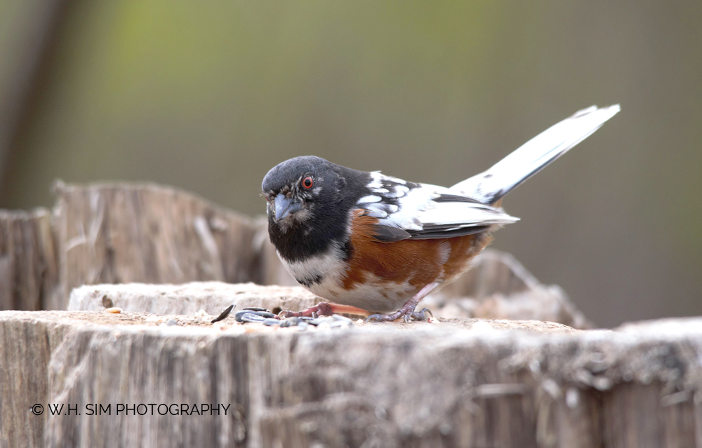 #spottedtowhee doing its best impression of a sage grouse courtship dance😆#signsofspring #songbird #pacificnorthwest #ladnerharborpark