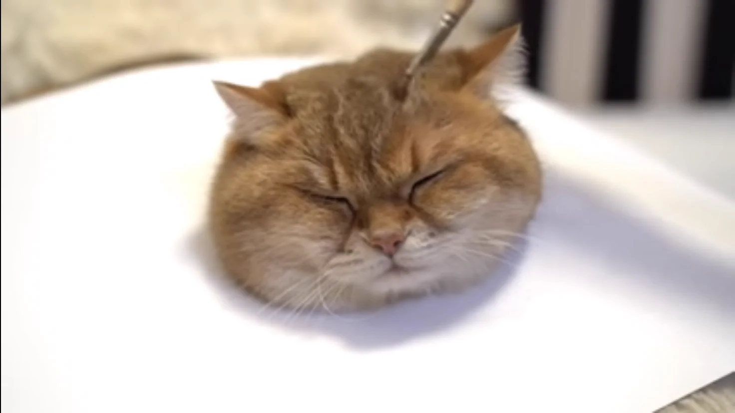 「猫の描き方講座」という動画！まるで生きているかのようにリアルwww