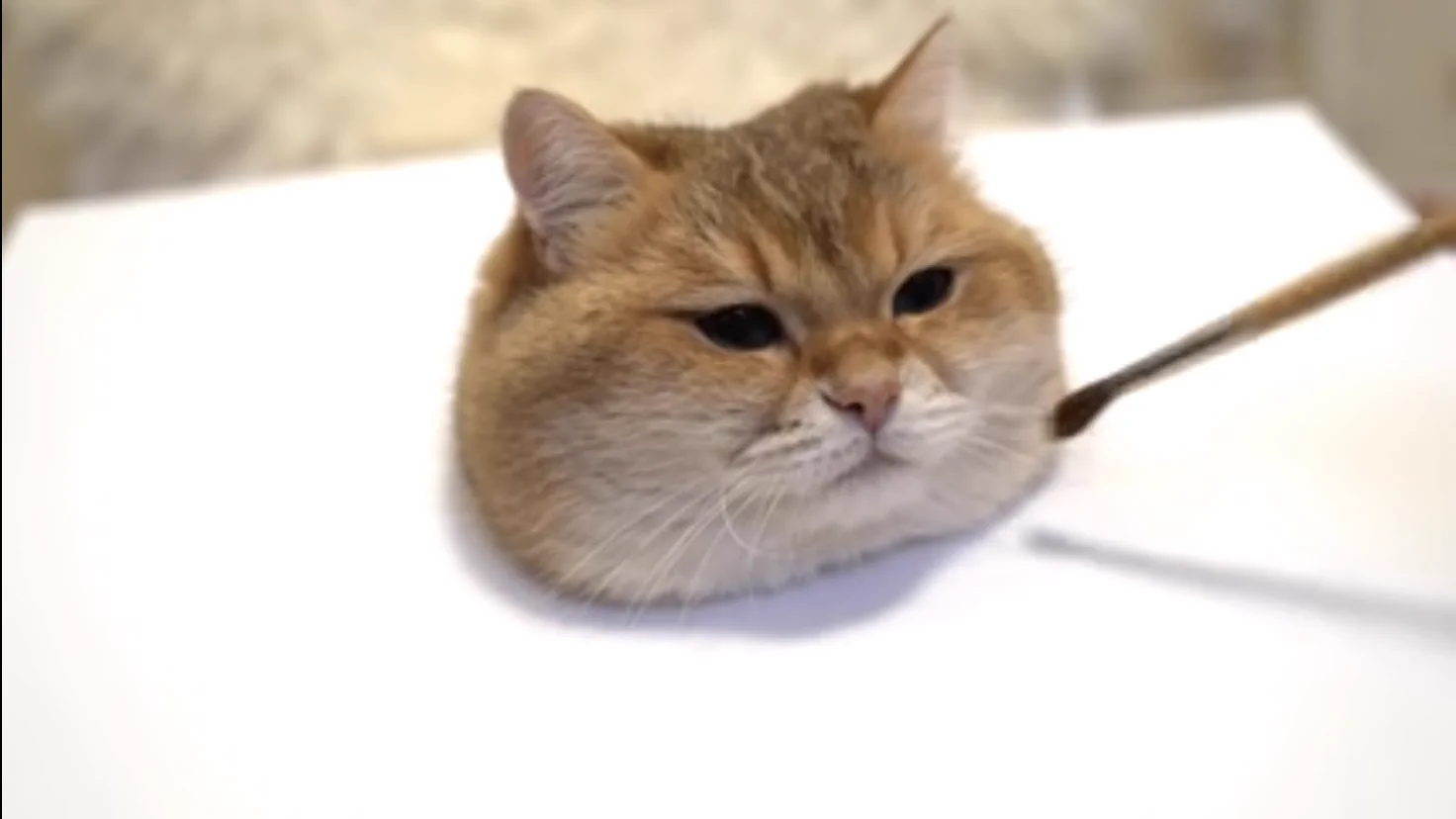 「猫の描き方講座」という動画！まるで生きているかのようにリアルwww