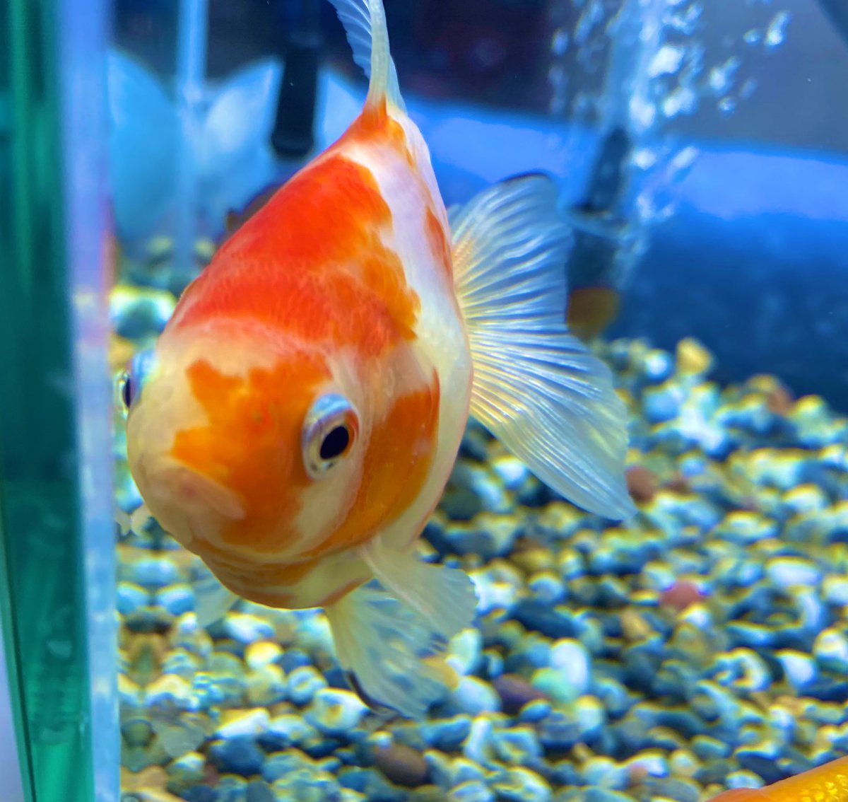 ট ইট র ゆき丸 金魚垢 どなたか詳しい方にお聞きしたいのですが この子達はポップアイでしょうか 明らかに他の子達と比べると目が飛び出ています 3週間前に我が家に迎え入れた時からこんな感じで悩んでいます わかる方教えていただけたらありがたいです