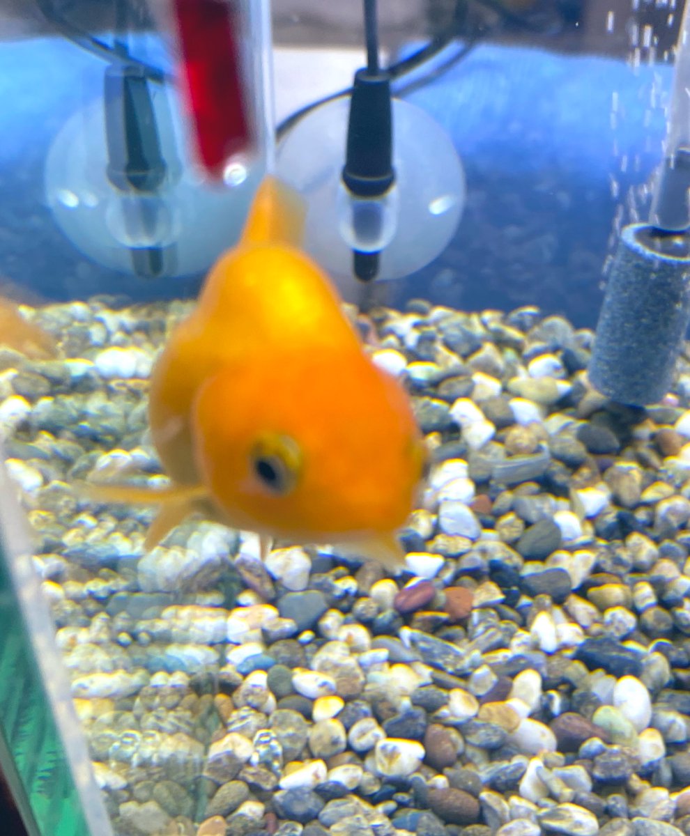 ট ইট র ゆき丸 金魚垢 どなたか詳しい方にお聞きしたいのですが この子達はポップアイでしょうか 明らかに他の子達と比べると目が飛び出ています 3週間前に我が家に迎え入れた時からこんな感じで悩んでいます わかる方教えていただけたらありがたいです