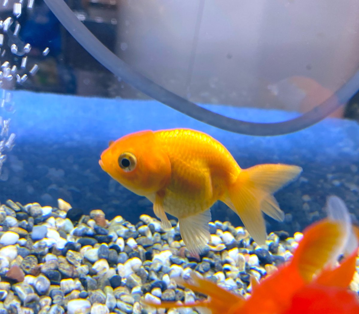 ট ইট র ゆき丸 金魚垢 どなたか詳しい方にお聞きしたいのですが この子達はポップアイでしょうか 明らかに他の子達と比べると目が飛び出ています 3週間前に我が家に迎え入れた時からこんな感じで悩んでいます わかる方教えていただけたらありがたいです