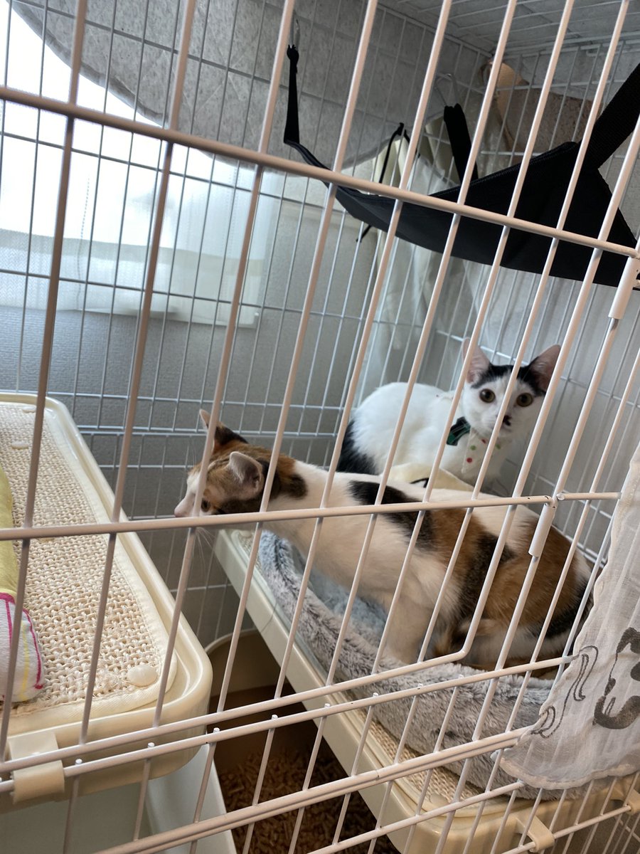 保護猫カフェ ネコリパブリック東京お茶の水店 Neco Tokyo Twitter