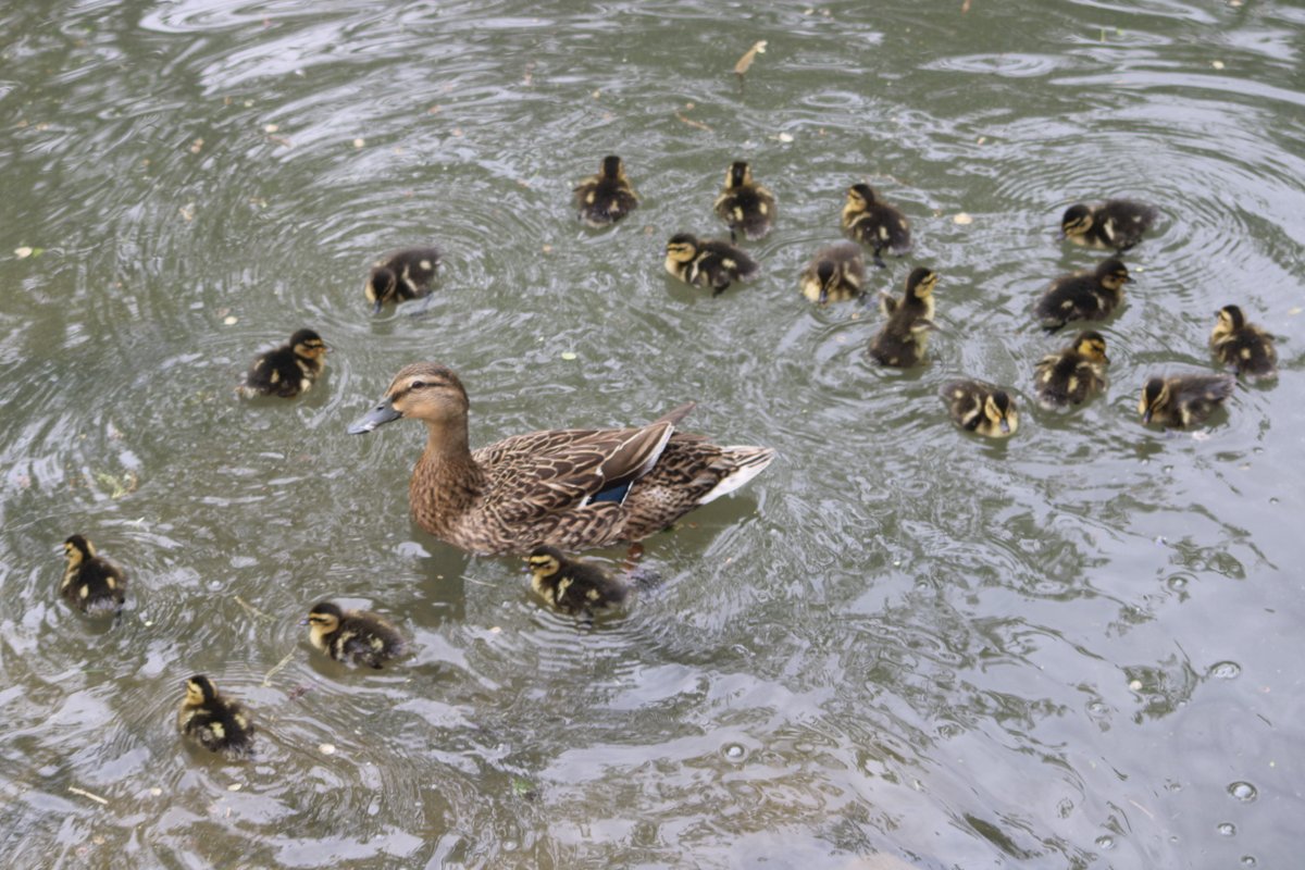Behold! The great baby duck armada!Baby duck thread - Part 7