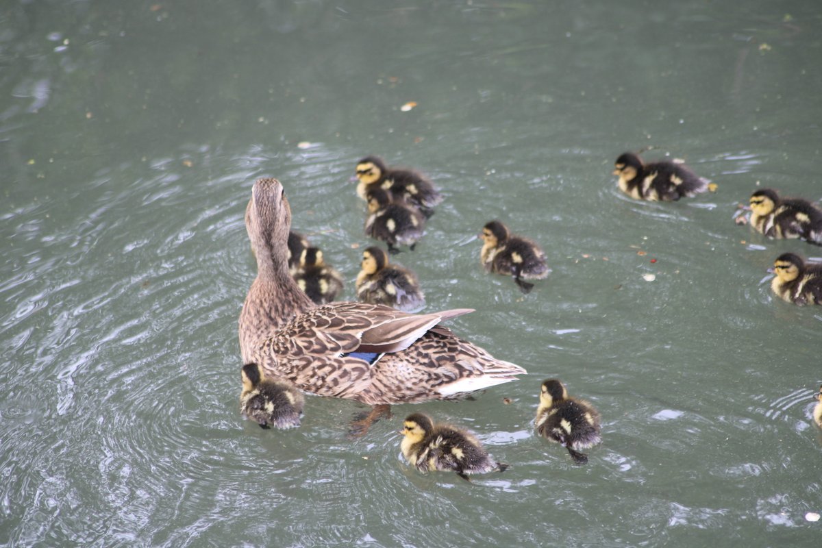 Behold! The great baby duck armada!Baby duck thread - Part 7