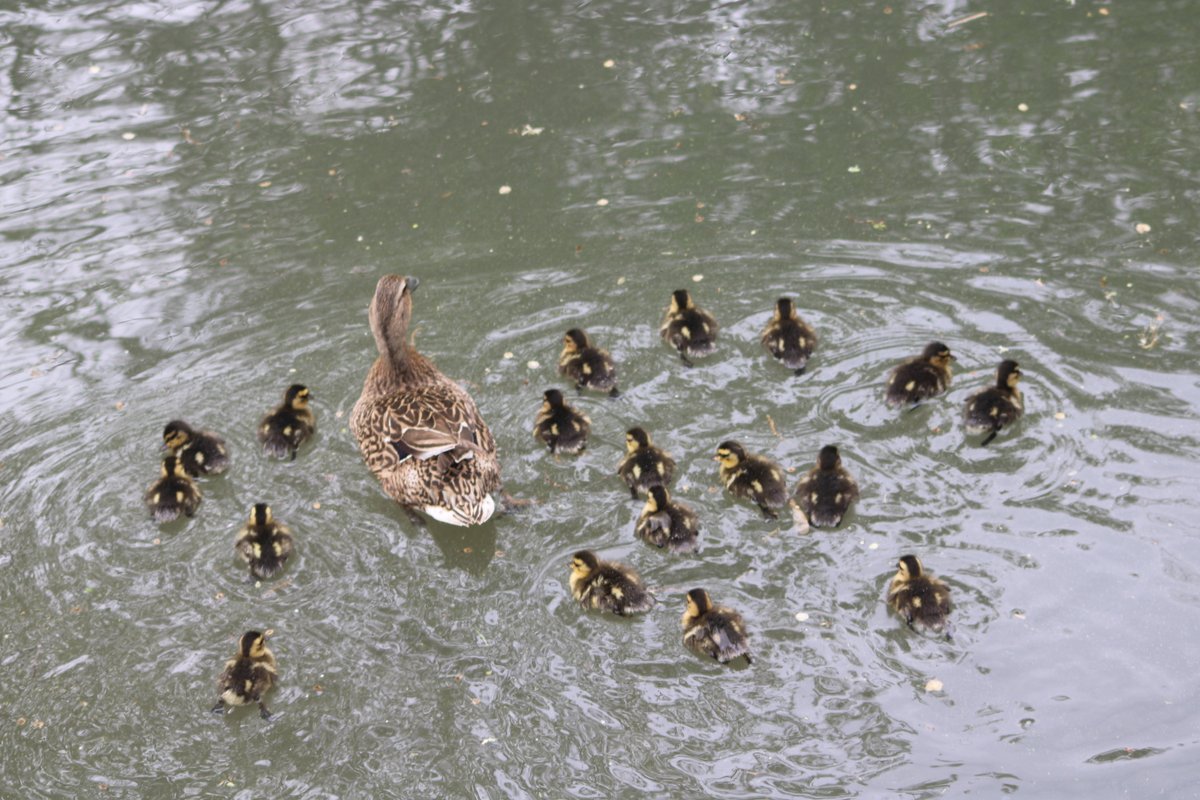 Behold! The great baby duck armada!Baby duck thread - Part 7