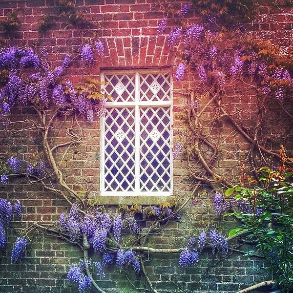 weekitchen's tweet image. New artwork for sale! - "Wisteria " - pixels.com/featured/1-wis… @shoppixels