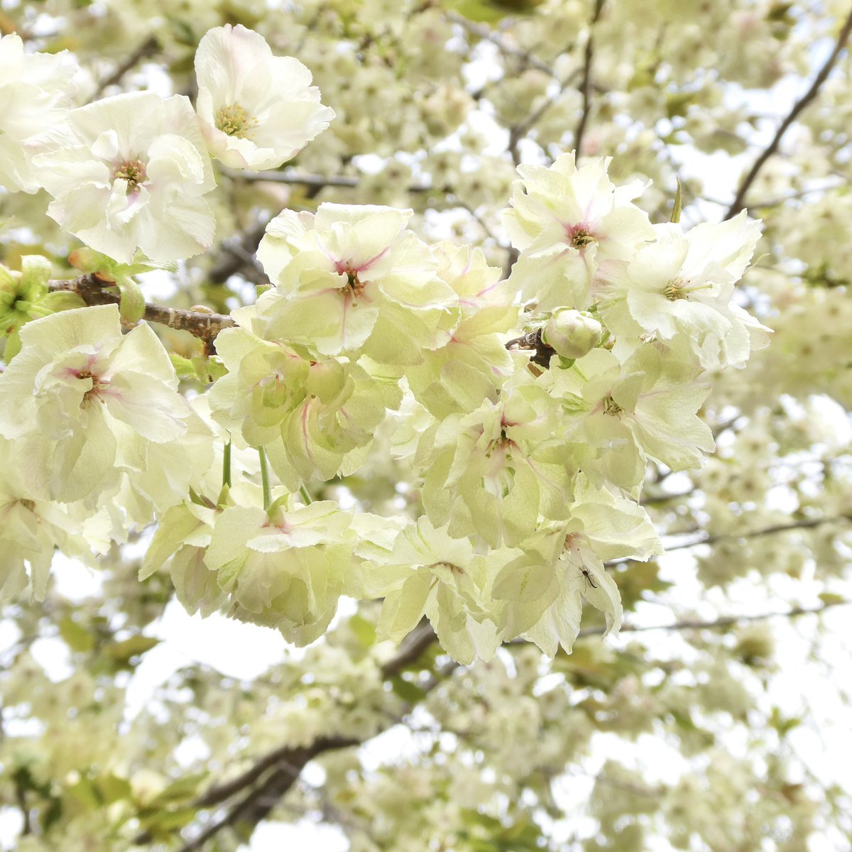 برچسب 鬱金桜 در توییتر برچسب 鬱金桜 در توییتر