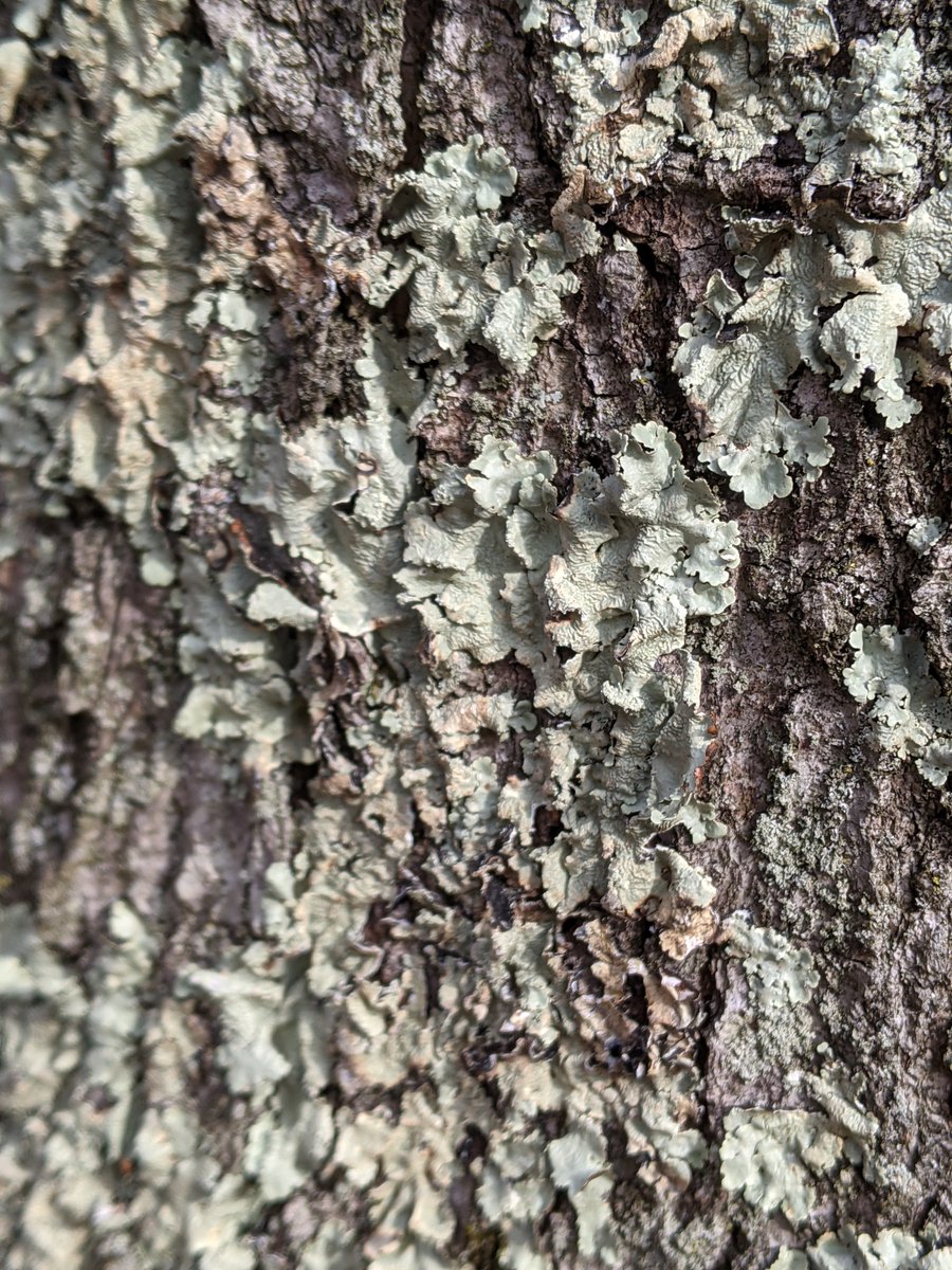 Then we start checking out the trees which offer us more moss, plus lichen and a neat little hidey-hole. Daughter suggests we play "how many people can walk side-by-side and still fit through these two trees." Conclusion: two can fit through most openings, three cannot.