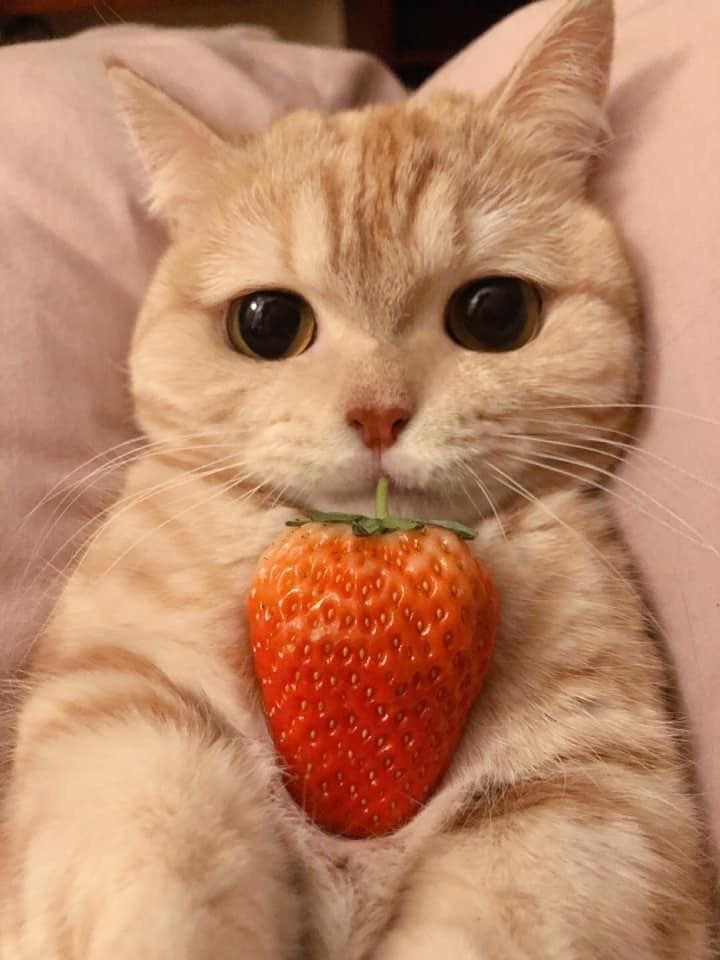 strawberry cat is here to say i love you — [♡] ;